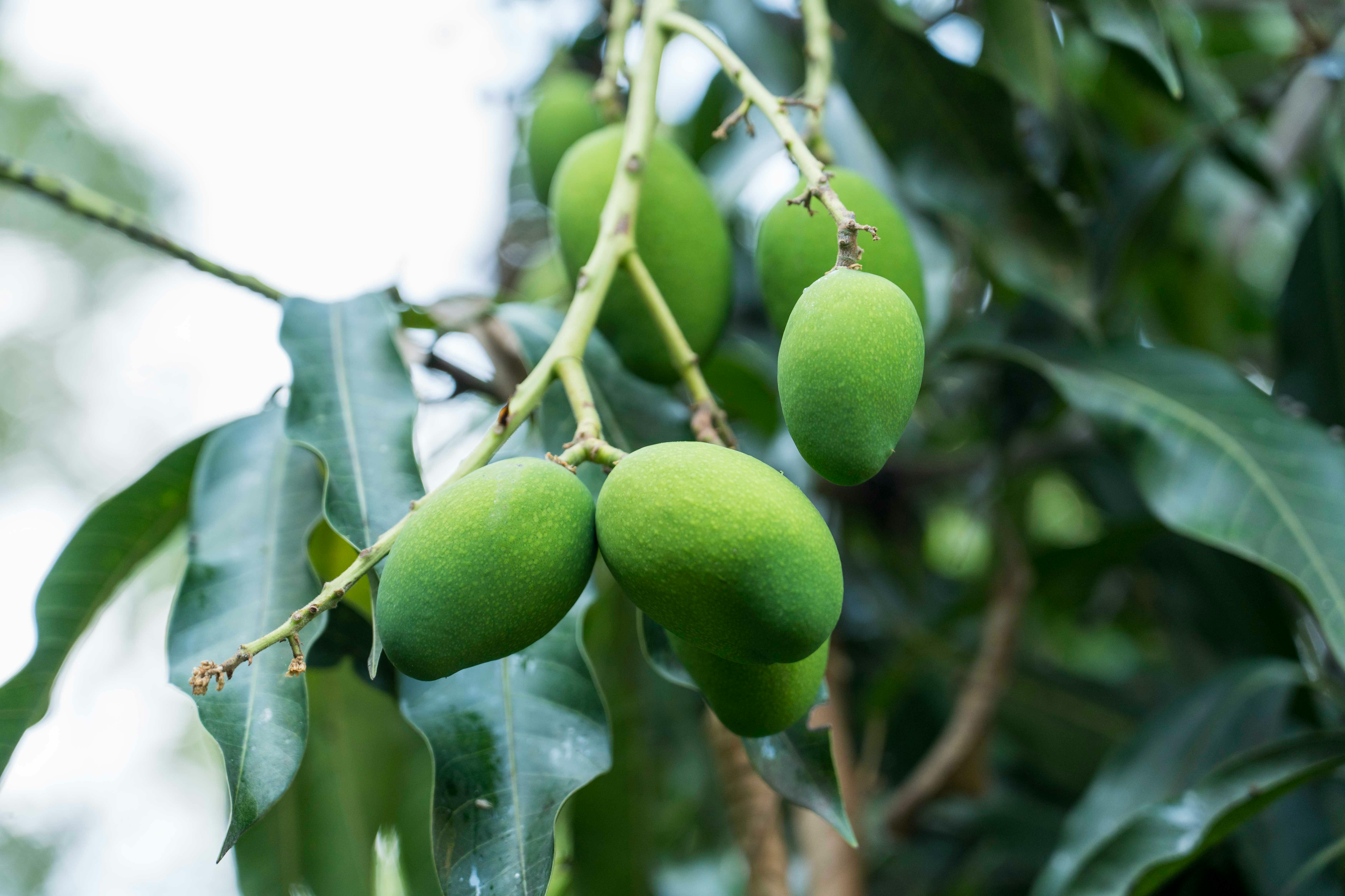Kesar Raw Mango