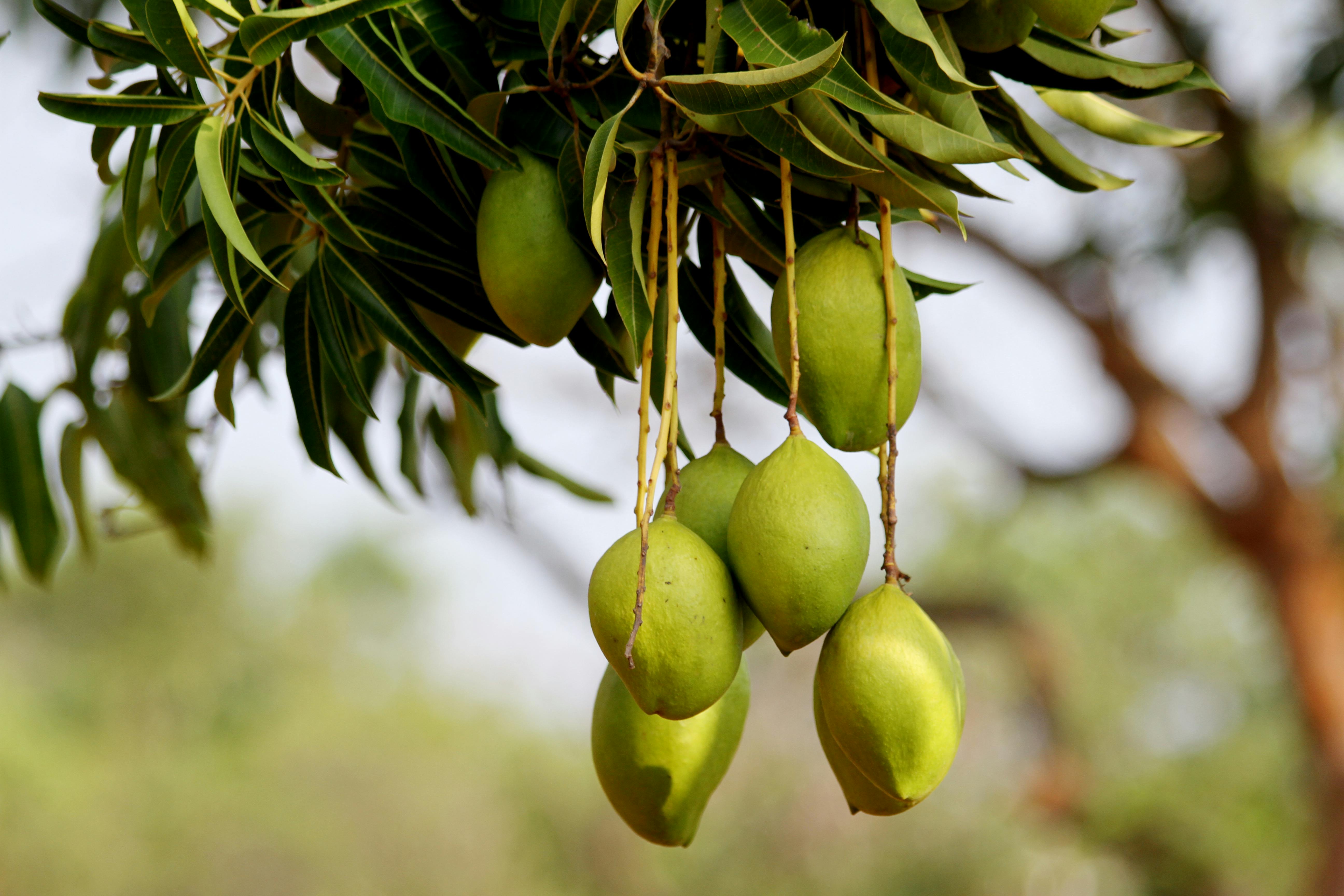 Mangozza Farm